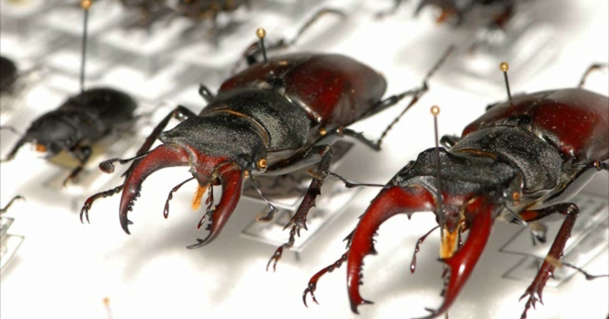 Bugs for Sale