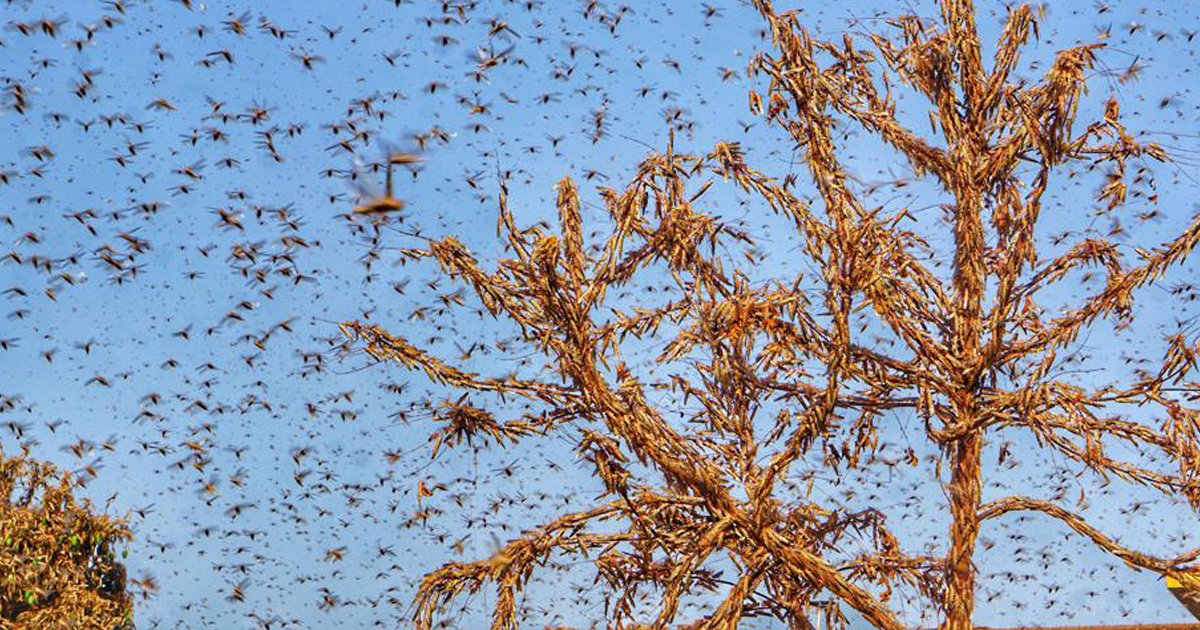 Locusts The Great Extinction Mystery 2