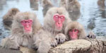Japan's Jigokudani Monkey Park 