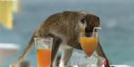 Alcoholic Vervet Monkeys