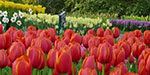 Tulip Festival in Holland