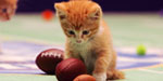 Kitty Learns About Sports Fans