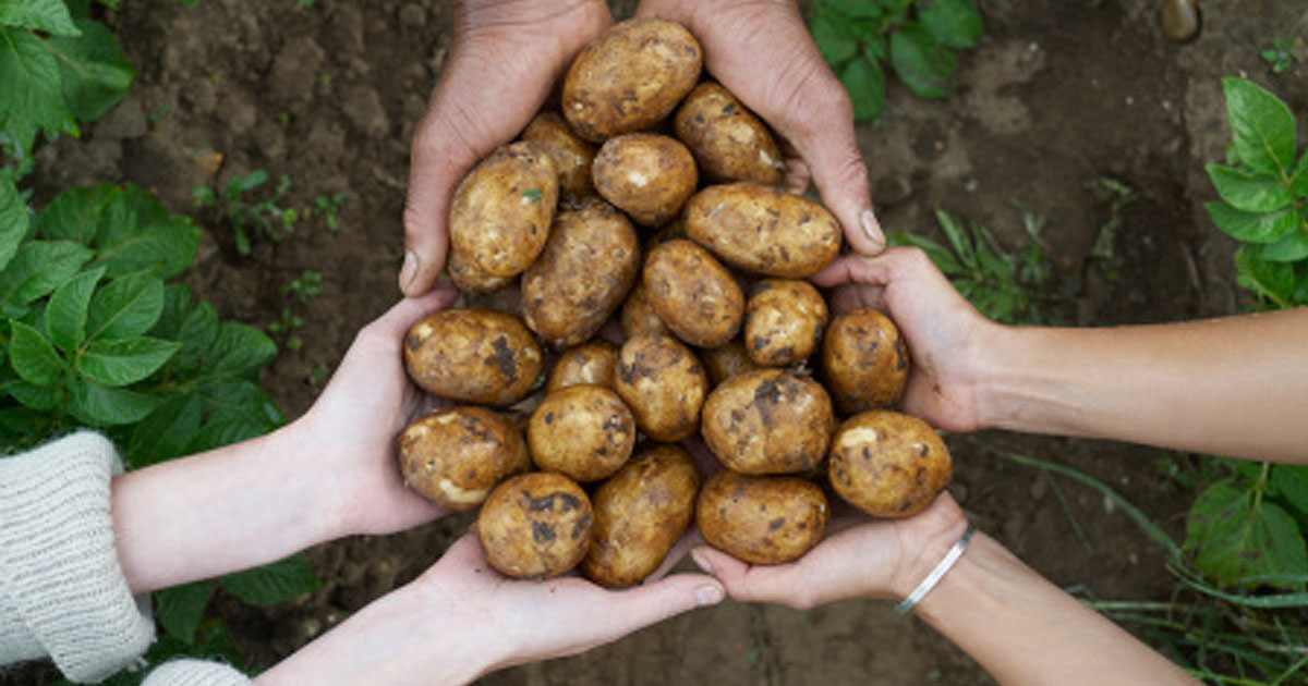 The History of a Vegetable 1