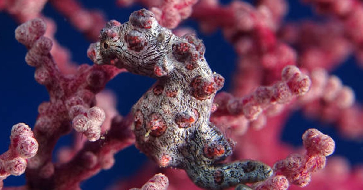 Animals That Hide in Plain Sight Part 1