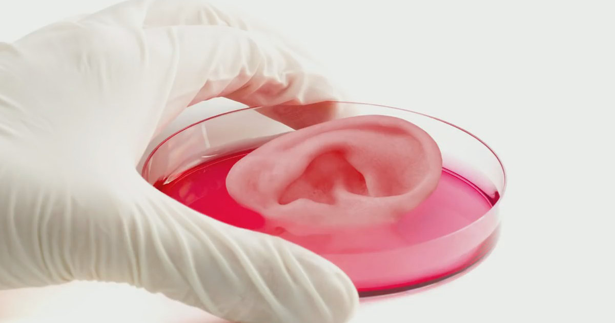 Leather and Meat Without Killing Animals