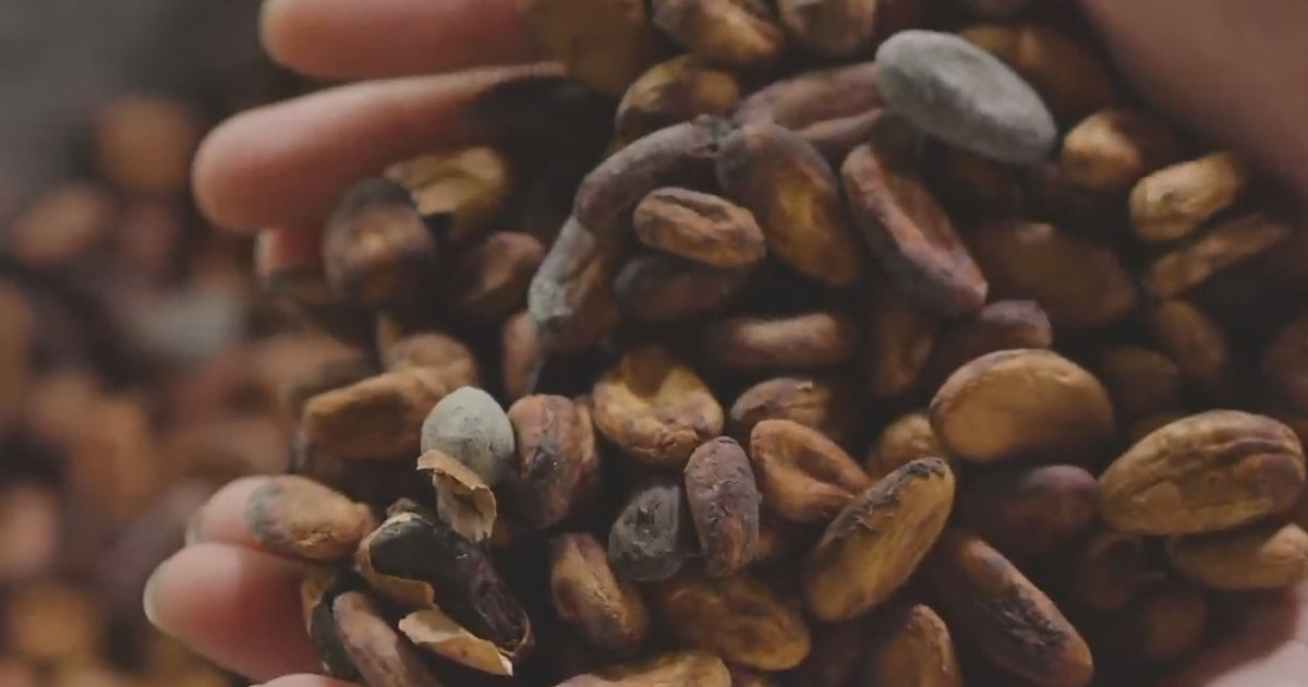 Can Cocoa Be Replaced In Chocolate?