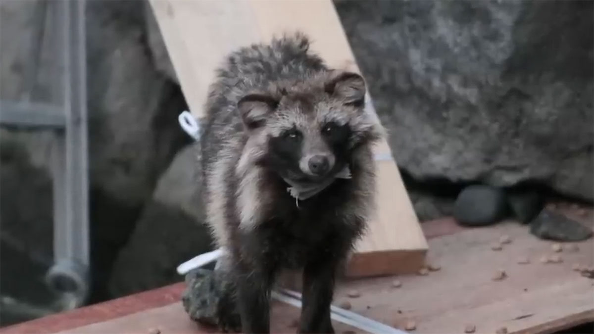 New Questions Arise Over COVID Origins